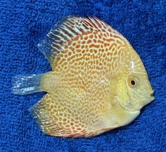 Golden Red Leopard Snakeskin Discus Fish - 3-3.5 inch